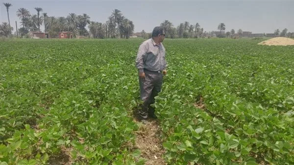 "الزراعة" تقدم نصائح فنية لمزارعي محصول فول الصويا خلال شهر مايو "الزراعة" تقدم نصائح فنية لمزارعي محصول فول الصويا خلال شهر مايو
