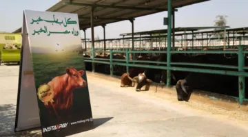 "تحت شعار الخير فرحة".. من مزارعنا للمستفيدين مصر الخير تطلق حملة صك الأضحية لعام ٢٠٢٥