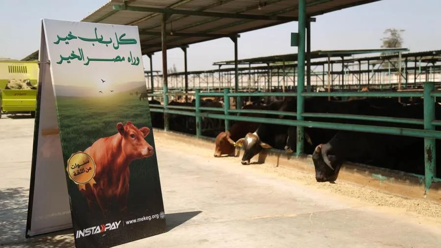 "تحت شعار الخير فرحة".. من مزارعنا للمستفيدين مصر الخير تطلق حملة صك الأضحية لعام ٢٠٢٥ "تحت شعار الخير فرحة".. من مزارعنا للمستفيدين مصر الخير تطلق حملة صك الأضحية لعام ٢٠٢٥