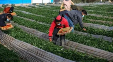 "حياة كريمة للفلاح".. كيف دعم التحالف الوطنى صغار المزارعين؟