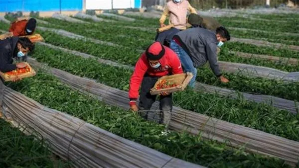 "حياة كريمة للفلاح".. كيف دعم التحالف الوطنى صغار المزارعين؟ "حياة كريمة للفلاح".. كيف دعم التحالف الوطنى صغار المزارعين؟