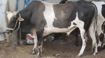 أسعار الأبقار والماعز والخراف في الأسواق.. تزامنا مع عيد الأضحي