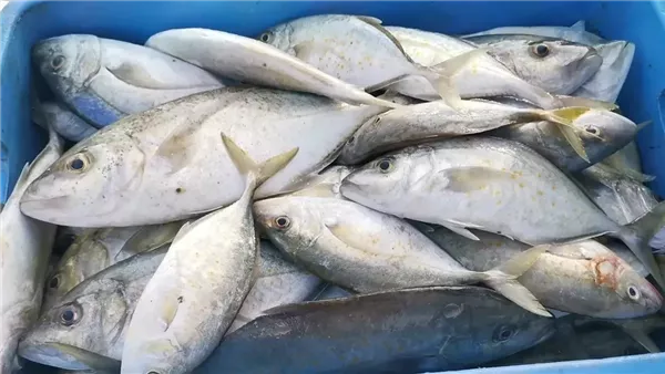 البلطي بسعر 40 جنيهاً.. أسعار الأسماك في الأسواق اليوم 13 مايو 2025 البلطي بسعر 40 جنيهاً.. أسعار الأسماك في الأسواق اليوم 13 مايو 2025