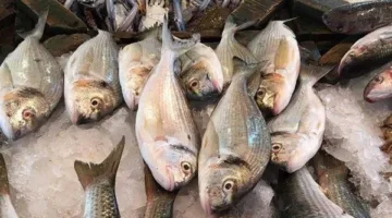 أسعار الأسماك والمأكولات البحرية اليوم الخميس 8 مايو 2025 في الأسواق