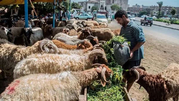 أفضل منصة لحجز الأضاحي إلكترونيًا في السعودية 2025/1446.. معتمدة من بنك التنمية الإسلامي أفضل منصة لحجز الأضاحي إلكترونيًا في السعودية 2025/1446.. معتمدة من بنك التنمية الإسلامي