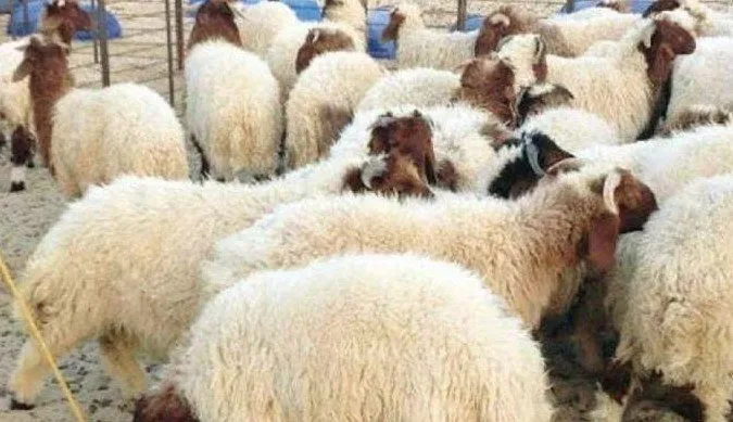 أسعار الأضاحي: ما هو سعر كيلو العجول الحية في عيد الأضحى 2025؟ أسعار الأضاحي: ما هو سعر كيلو العجول الحية في عيد الأضحى 2025؟