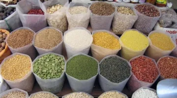 أسعار الحبوب في البحر الأحمر بتاريخ الخميس 13 مايو 2025