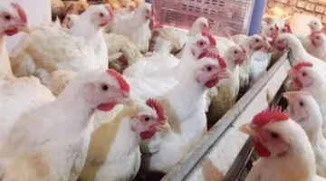 أسعار الدواجن اليوم الخميس 29 مايو 2025.. تحليل سوق الدواجن