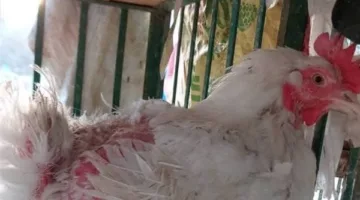 أسعار الدجاج والبط في كفر الشيخ اليوم الاثنين 12 مايو