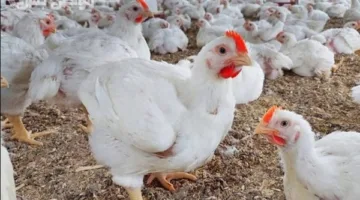 أسعار الفراخ والبيض ليوم الجمعة 30 مايو 2025