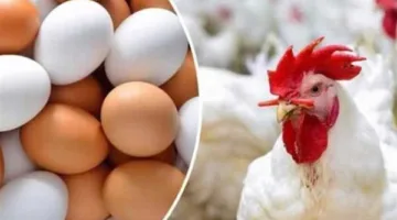 أسعار الدواجن والبيض بالغربية اليوم السبت 10 مايو 2025