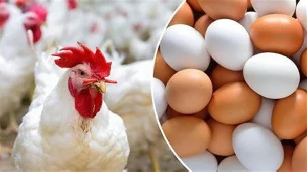 أسعار الدواجن والبيض في أسواق الوادي الجديد اليوم الجمعة أسعار الدواجن والبيض في أسواق الوادي الجديد اليوم الجمعة