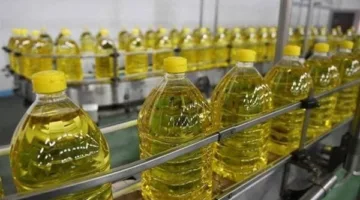 أسعار الزيت بالغربية اليوم الأحد 11 مايو 2025