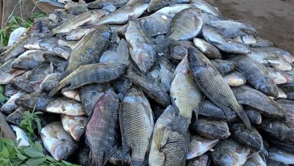أسعار السمك الطازج في أسواق الوادي الجديد اليوم الأحد أسعار السمك الطازج في أسواق الوادي الجديد اليوم الأحد