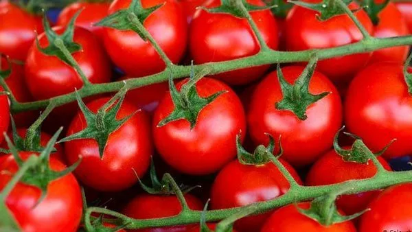 أسعار الطماطم والخضروات ليوم الثلاثاء 13 مايو 2025 أسعار الطماطم والخضروات ليوم الثلاثاء 13 مايو 2025