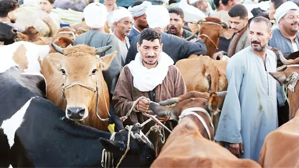 أسعار العجول والأغنام في الغربية يوم الخميس 22 مايو 2025