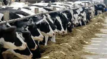 أسعار الأبقار والأغنام في محافظة الغربية اليوم الخميس 29 مايو 2025
