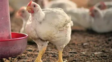 آخر أخبار بورصة الدواجن اليوم الأحد.. تطورات في أسعار الفراخ والأمهات