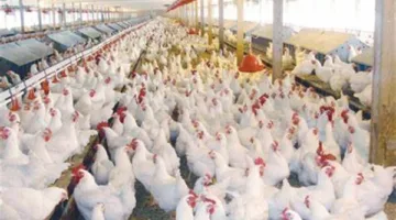 أسعار الفراخ البيضاء والساسو وكرتونة البيض اليوم