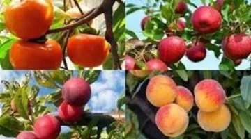 أسعار الفواكه الصيفية في سوق العبور اليوم، الجمعة 16 مايو 2025