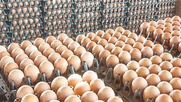 اليوم الثلاثاء.. تعرف على أسعار البيض والكتاكيت بالإسكندرية اليوم الثلاثاء.. تعرف على أسعار البيض والكتاكيت بالإسكندرية