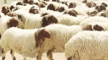 أسعار كيلو الخراف اليوم.. قائمة بأسعار الأضاحي في مصر لعام 2025