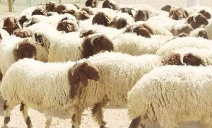 أسعار كيلو الخراف اليوم.. قائمة بأسعار الأضاحي في مصر لعام 2025 أسعار كيلو الخراف اليوم.. قائمة بأسعار الأضاحي في مصر لعام 2025