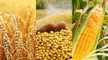 انخفاض أسعار الحبوب في شيكاغو بسبب تحسن توقعات الطقس وزيادة المعروض العالمي