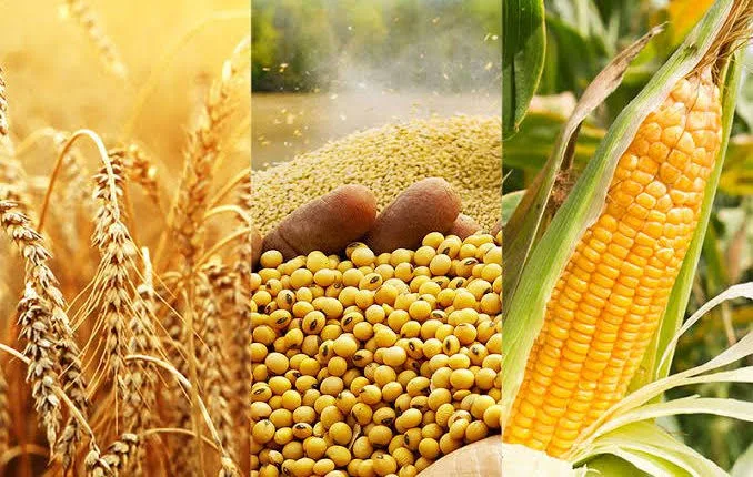 أسواق الحبوب تتراجع رغم تفاؤل المحادثات التجارية بين واشنطن وبكين أسواق الحبوب تتراجع رغم تفاؤل المحادثات التجارية بين واشنطن وبكين