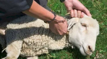 أيهما مقدم على الآخر الأضحية أم العقيقة؟.. أمين الفتوى يجيب