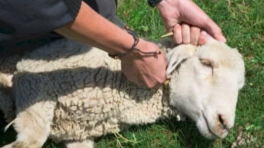 أيهما مقدم على الآخر الأضحية أم العقيقة؟.. أمين الفتوى يجيب أيهما مقدم على الآخر الأضحية أم العقيقة؟.. أمين الفتوى يجيب