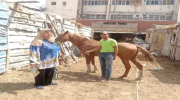 احتجاز حصان وإيداعه في مقر جمعية رعاية الحيوان ببورسعيد
