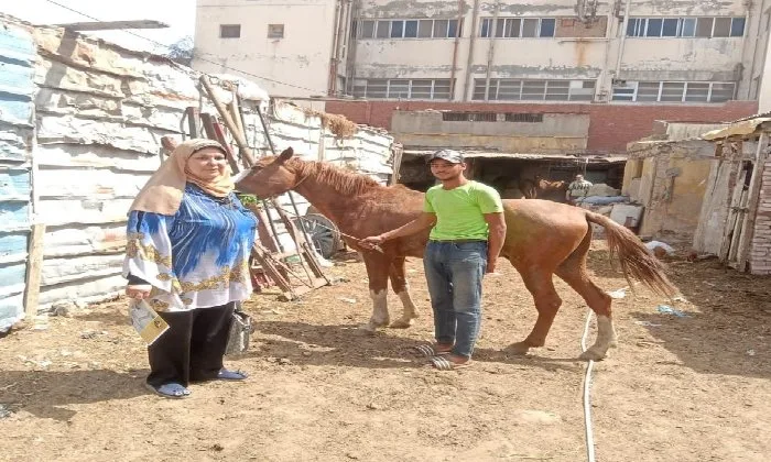 احتجاز حصان وإيداعه في مقر جمعية رعاية الحيوان ببورسعيد احتجاز حصان وإيداعه في مقر جمعية رعاية الحيوان ببورسعيد