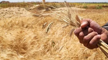 ارتفاع حصيلة توريد القمح المحلي لأكثر من 26 ألف طن بالإسماعيلية
