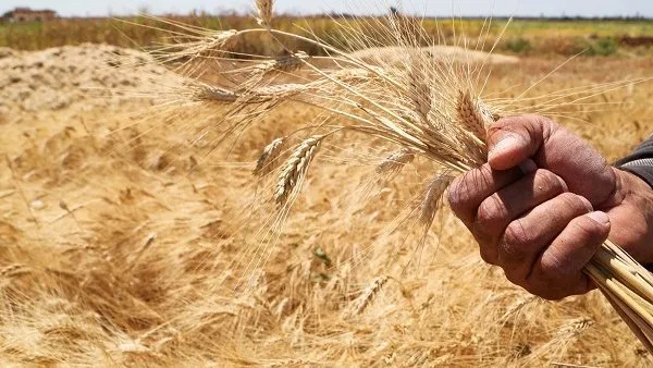 زراعة 2970 فداناً من القطن واكتمال حصاد القمح مع تسليم 225,162 طن في محافظة البحيرة زراعة 2970 فداناً من القطن واكتمال حصاد القمح مع تسليم 225,162 طن في محافظة البحيرة