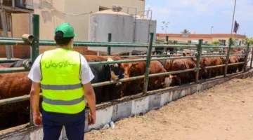 استعدادا لعيد الأضحى.. توزيع 2000 عجل بلدي ومليون كيلو لحم مستورد على محدودي الدخل