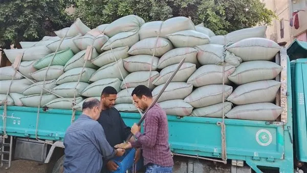 استلام 145 ألف طن من القمح المحلي في بني سويف استلام 145 ألف طن من القمح المحلي في بني سويف