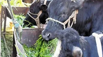اعرف أسعار الأضاحي اليوم في أسواق الدقهلية