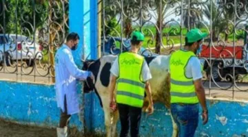 الأورمان تُجهز لذبح وتوزيع 30 عجلًا خلال أيام التشريق في أسوان.