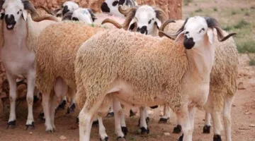 الأوقاف تحدد سعر صك الأضحية بـ9500 جنيه
