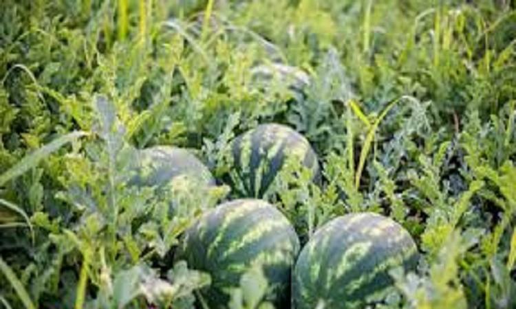 البحوث الزراعية: جميع المحاصيل الزراعية في مصر غير معدلة وراثيًا البحوث الزراعية: جميع المحاصيل الزراعية في مصر غير معدلة وراثيًا