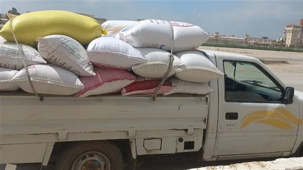 البحيرة تزود بأكثر من 274 ألف طن من القمح منذ بداية الموسم