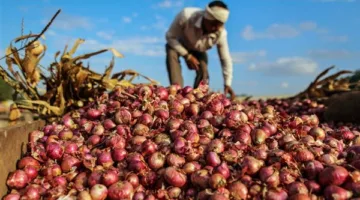 البصل الأحمر يبدأ بـ20 جنيها.. أسعار الخضراوات في الإسكندرية اليوم الجمعة
