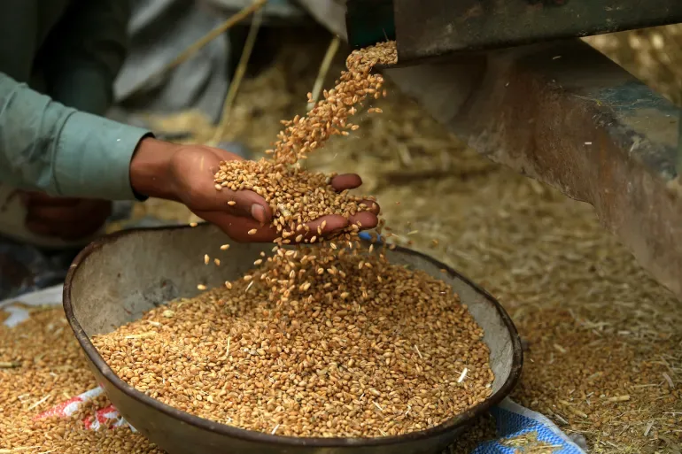البنك الزراعي المصري يستقبل 600 ألف طن من القمح في 190 موقع تخزين منذ بدء الموسم.