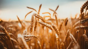 الزراعة: حصاد 2.4 مليون فدان من القمح واستلام 2.5 مليون طن من الفلاحين