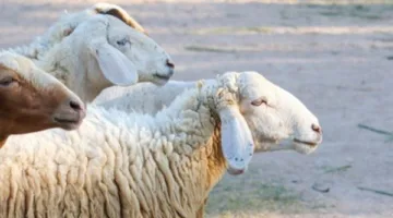 عيد الأضحى 2025.. عدد أيام الإجازة المتوقعة للقطاعين العام والخاص