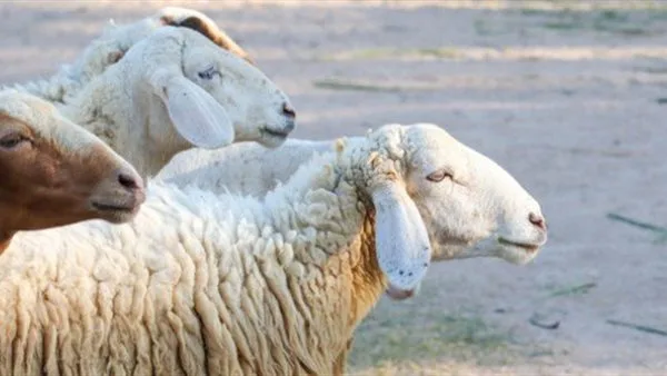 الخميس 5 يونيو.. موعد عيد الأضحى وقفة عرفات 2025 وعدد أيام الإجازة الخميس 5 يونيو.. موعد عيد الأضحى وقفة عرفات 2025 وعدد أيام الإجازة