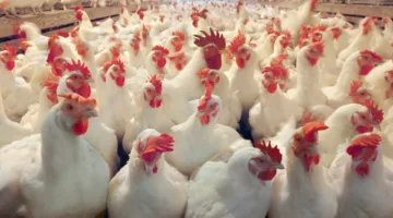 الصحة والزراعة تؤكدان عدم وجود فيروس وبائي يؤثر على الدواجن ويحظر تناولها أو الاقتراب منها.