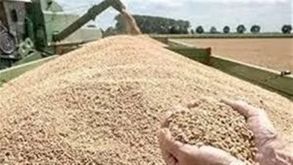 الذهب الأصفر في الصوامع.. توريد 11 الف طن قمح بالإسكندرية الذهب الأصفر في الصوامع.. توريد 11 الف طن قمح بالإسكندرية