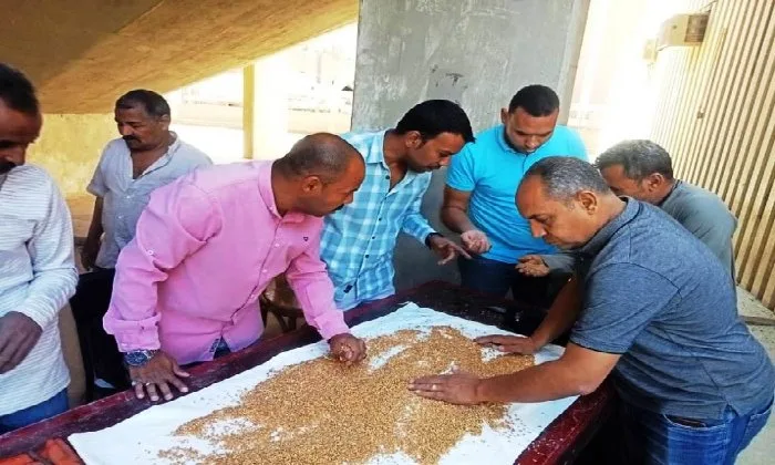 الذهب الأصفر يتألق.. تسليم 257 ألف طن من القمح في شون وصوامع أسوان الذهب الأصفر يتألق.. تسليم 257 ألف طن من القمح في شون وصوامع أسوان
